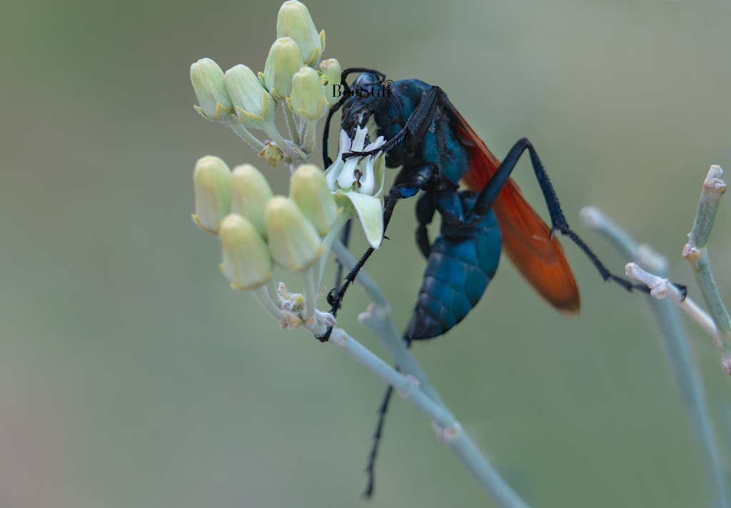 Tarantula Hawk Pepsis Desert Milkweed Arizona 