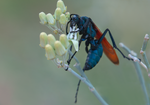 Tarantula Hawk Pepsis Desert Milkweed Arizona 