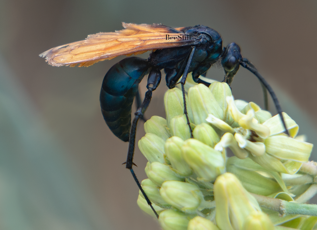 Tarantula Hawk Pepsis Desert Milkweed Arizona 