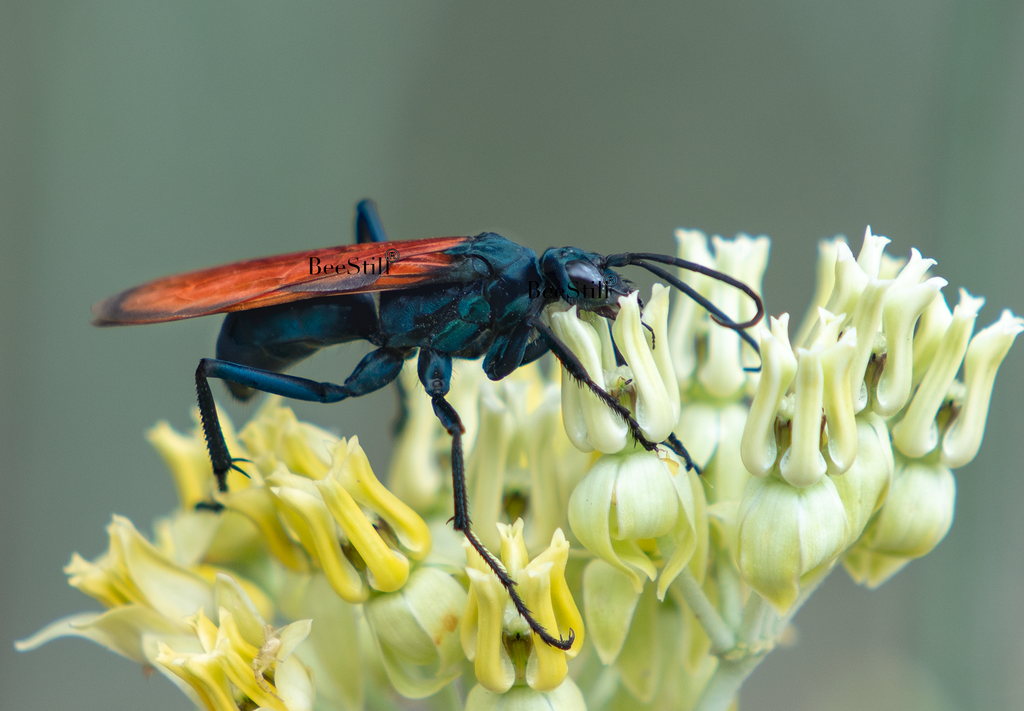 Tarantula Hawk Pepsis Desert Milkweed Arizona 