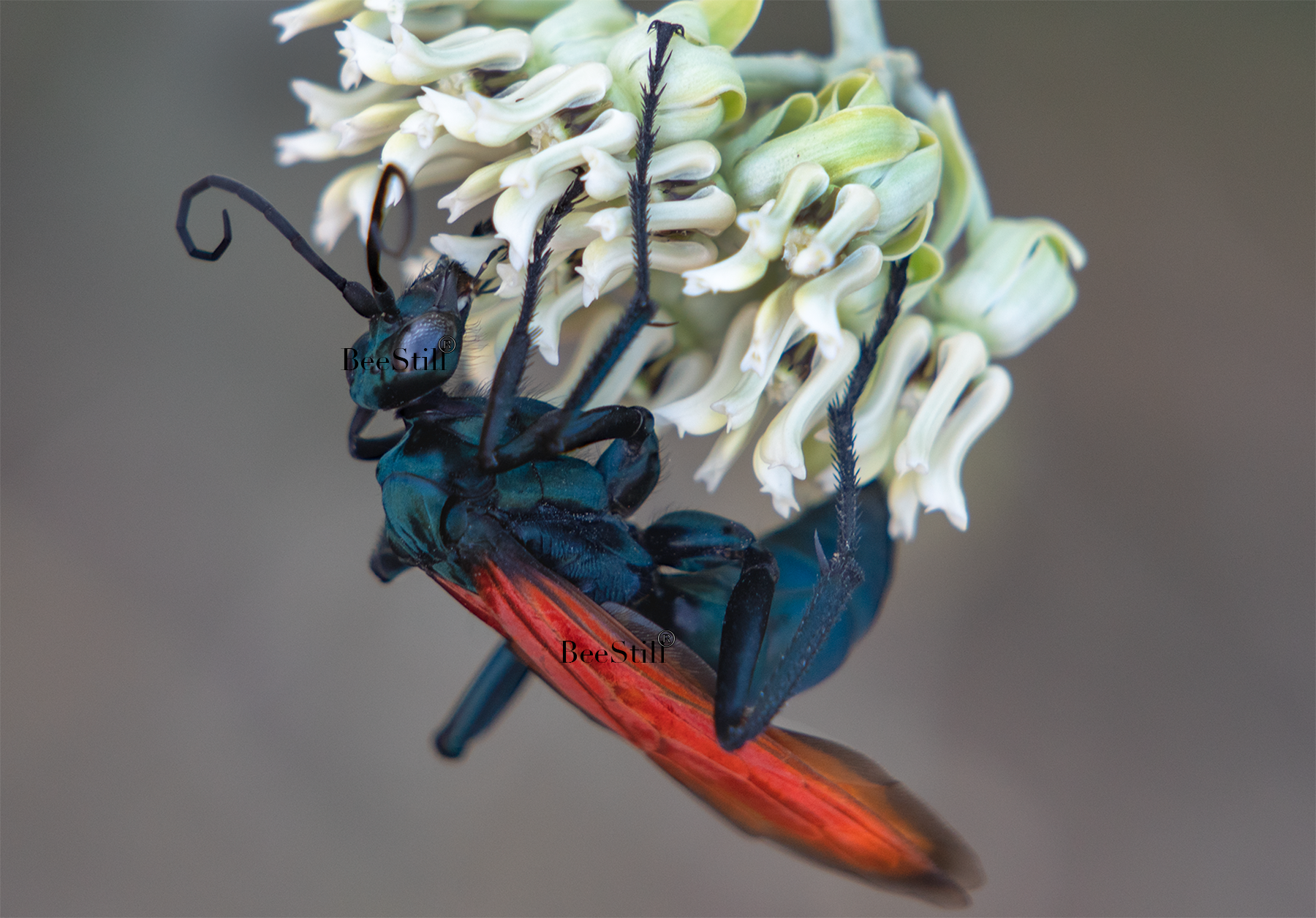 Tarantula Hawk Pepsis Desert Milkweed Arizona 