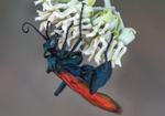 Tarantula Hawk Pepsis Desert Milkweed Arizona 