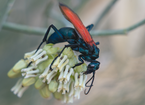 Tarantula Hawk (Pepsis), Desert Milkweed TH-17