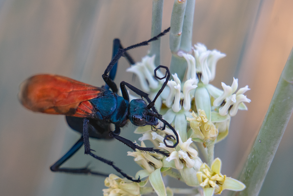 Tarantula Hawk Pepsis Desert Milkweed Arizona 