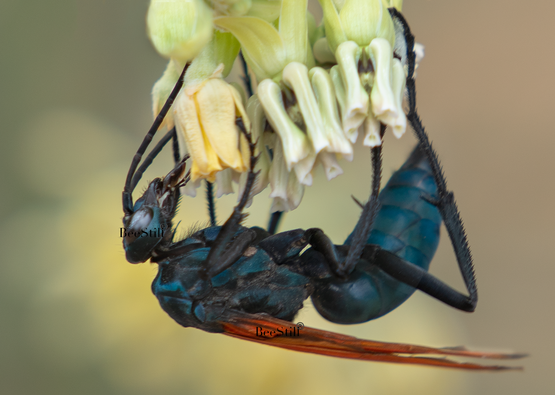 Tarantula Hawk Pepsis Desert Milkweed Arizona 