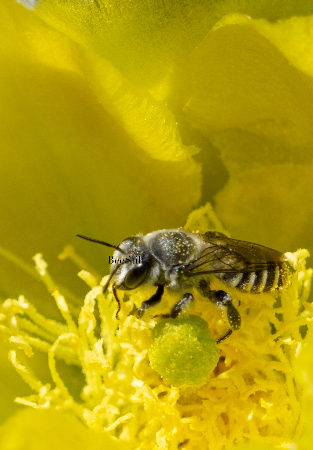 Cactus Woodborer Bee, Prickly Pear v-03