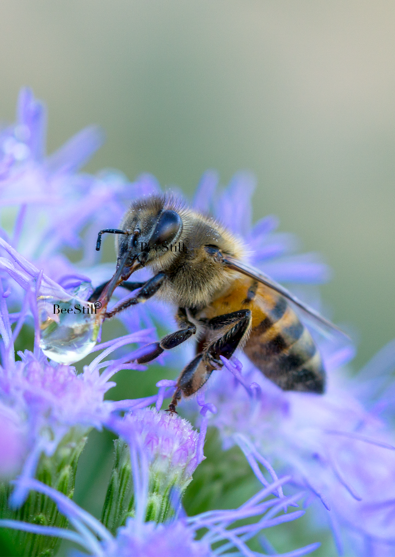 Honey Bee Blue Mistflower Arizona 