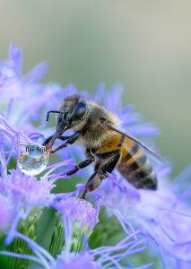 Honey Bee Blue Mistflower Arizona 
