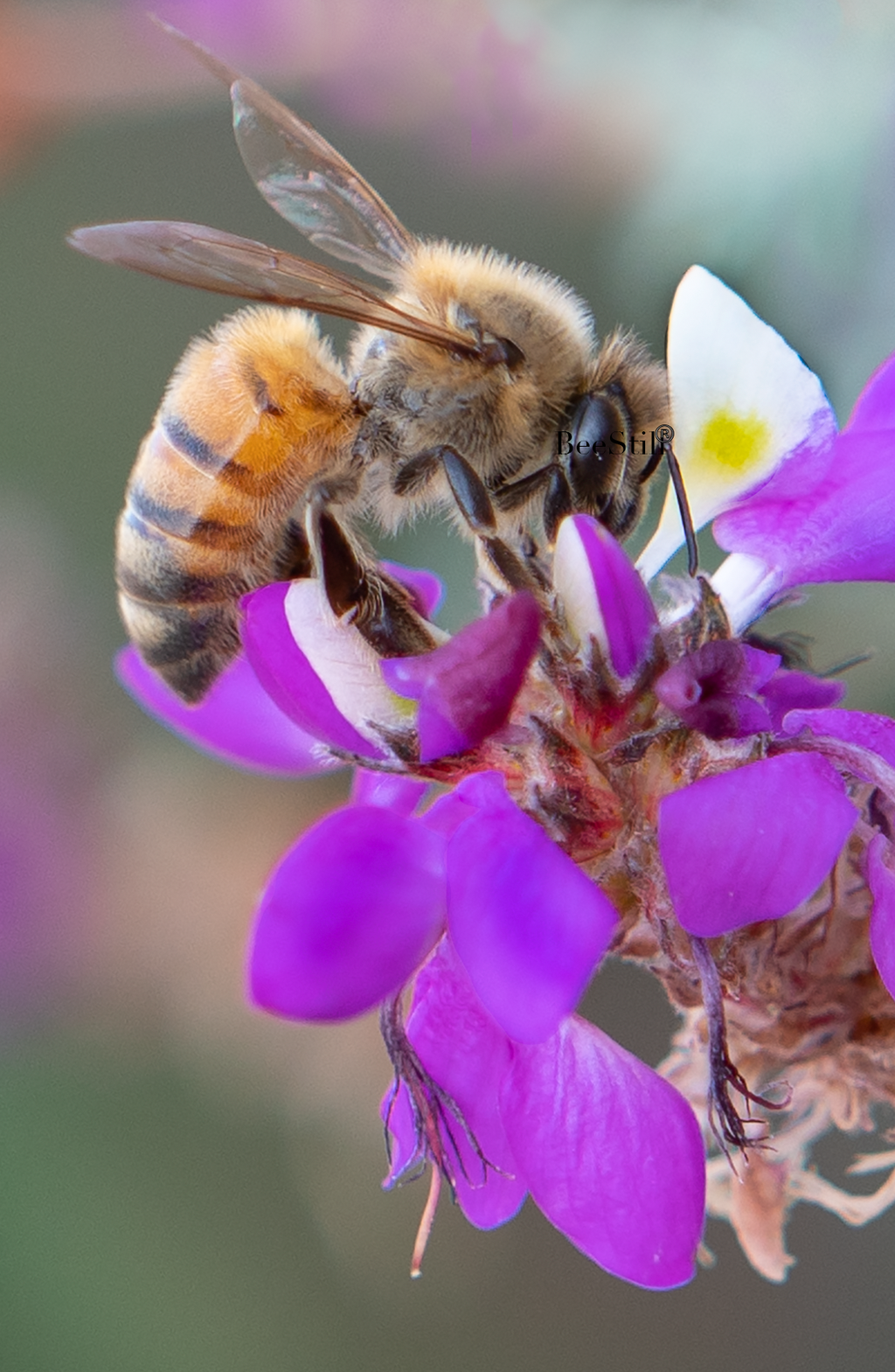 Honey Bee, Black Dalea v-12