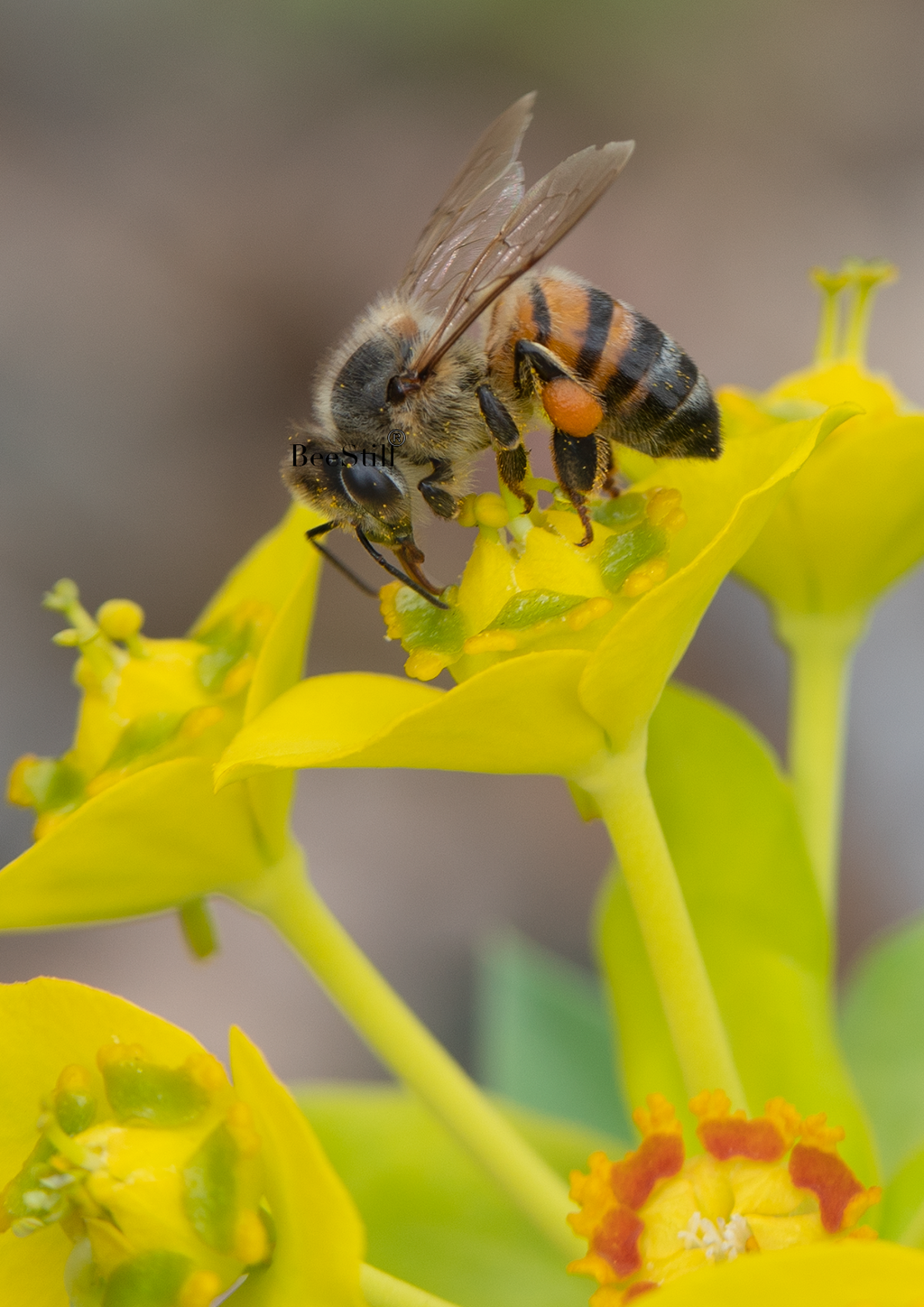 Honey Bee, Silver Spurge v-08