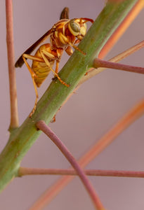 Golden Paper Wasp, Red Bird of Paradise v-95