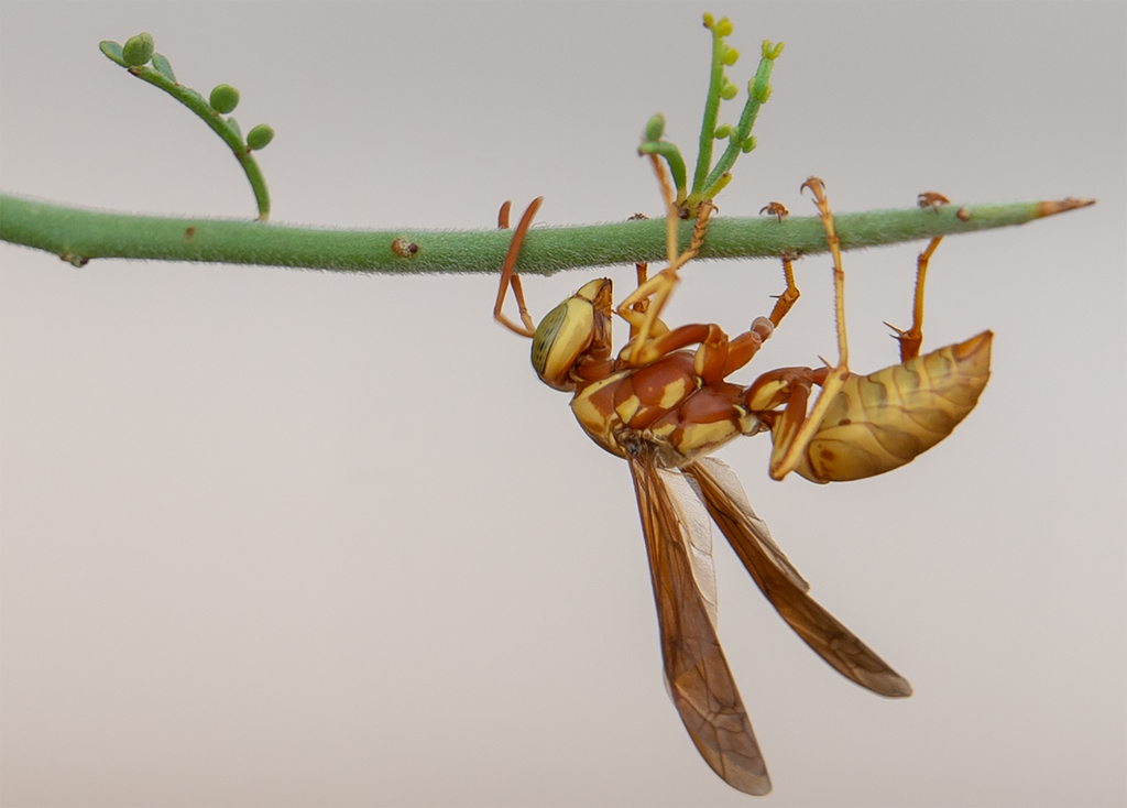 Golden Paper Wasp Palo Verde tree