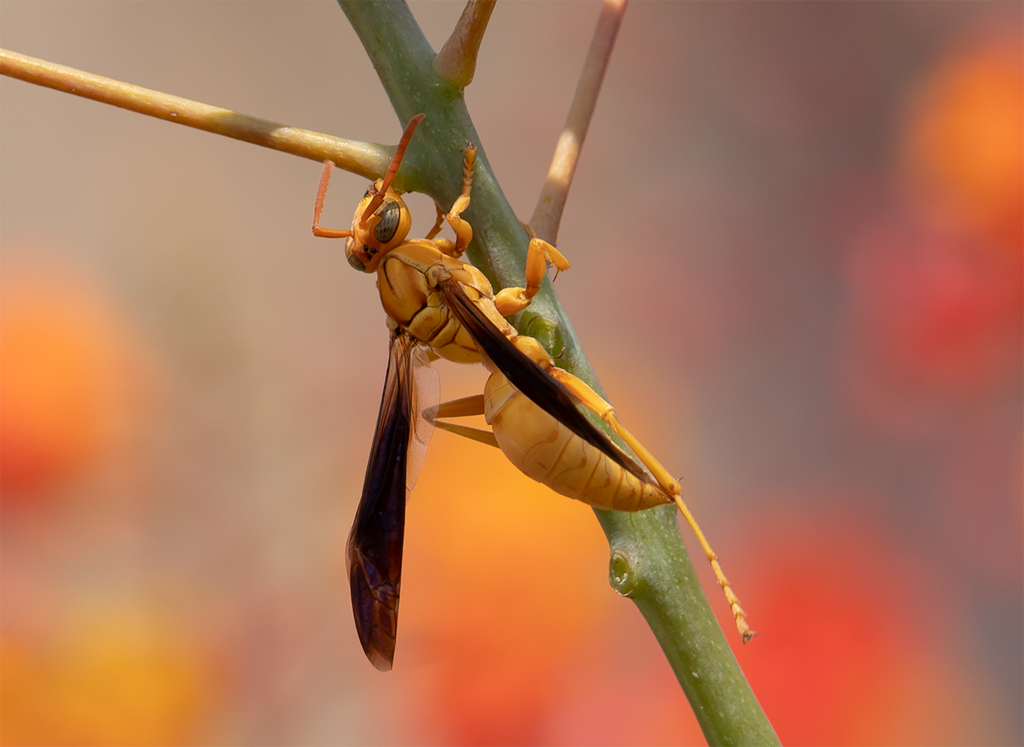 Golden Paper Wasp, Red Bird of Paradise h-107