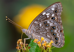 Empress Leilia Lantana Sonoran desert pollinator