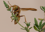 Golden Paper Wasp Bee Bush