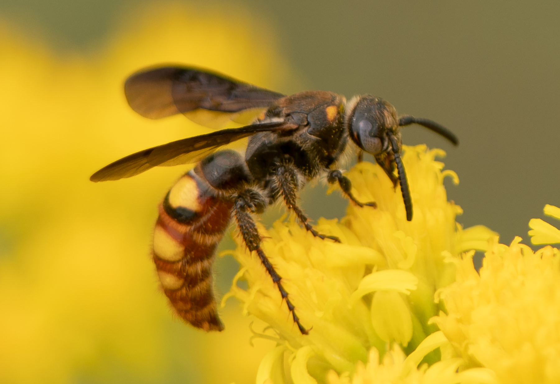 Scoliid wasp Thimblehead flowers pollinator 