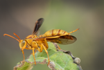 Golden Paper Wasp, Canyon Ragweed h-103