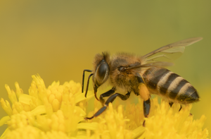 Honey Bee Thimblehead flowers pollinator