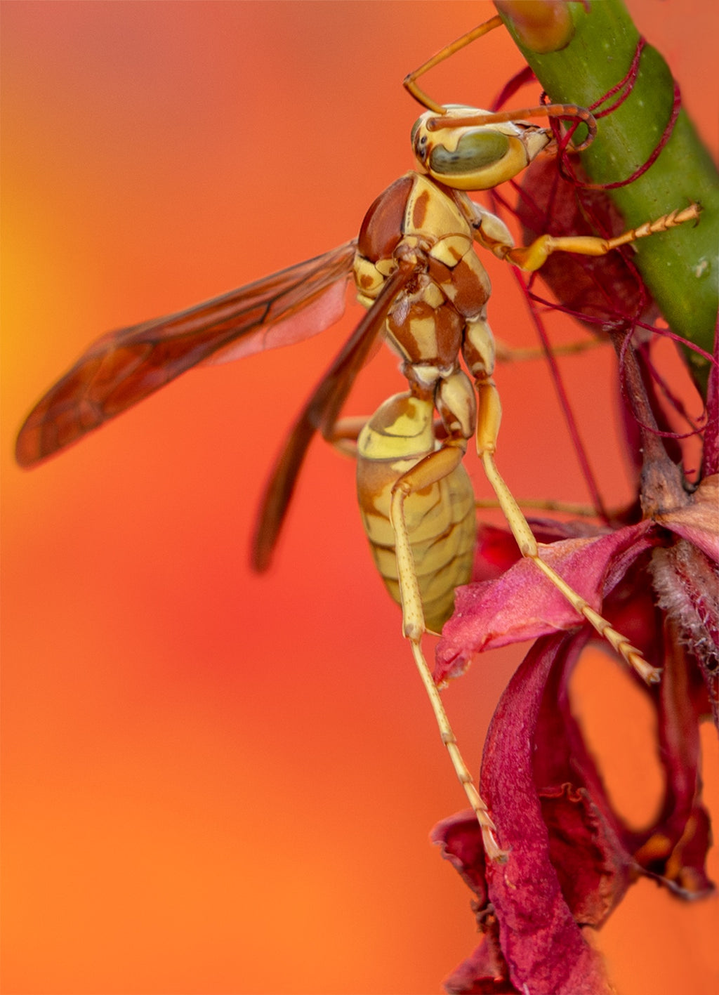 Golden Paper Wasp male Polistes aurifer Red Bird of Paradise 