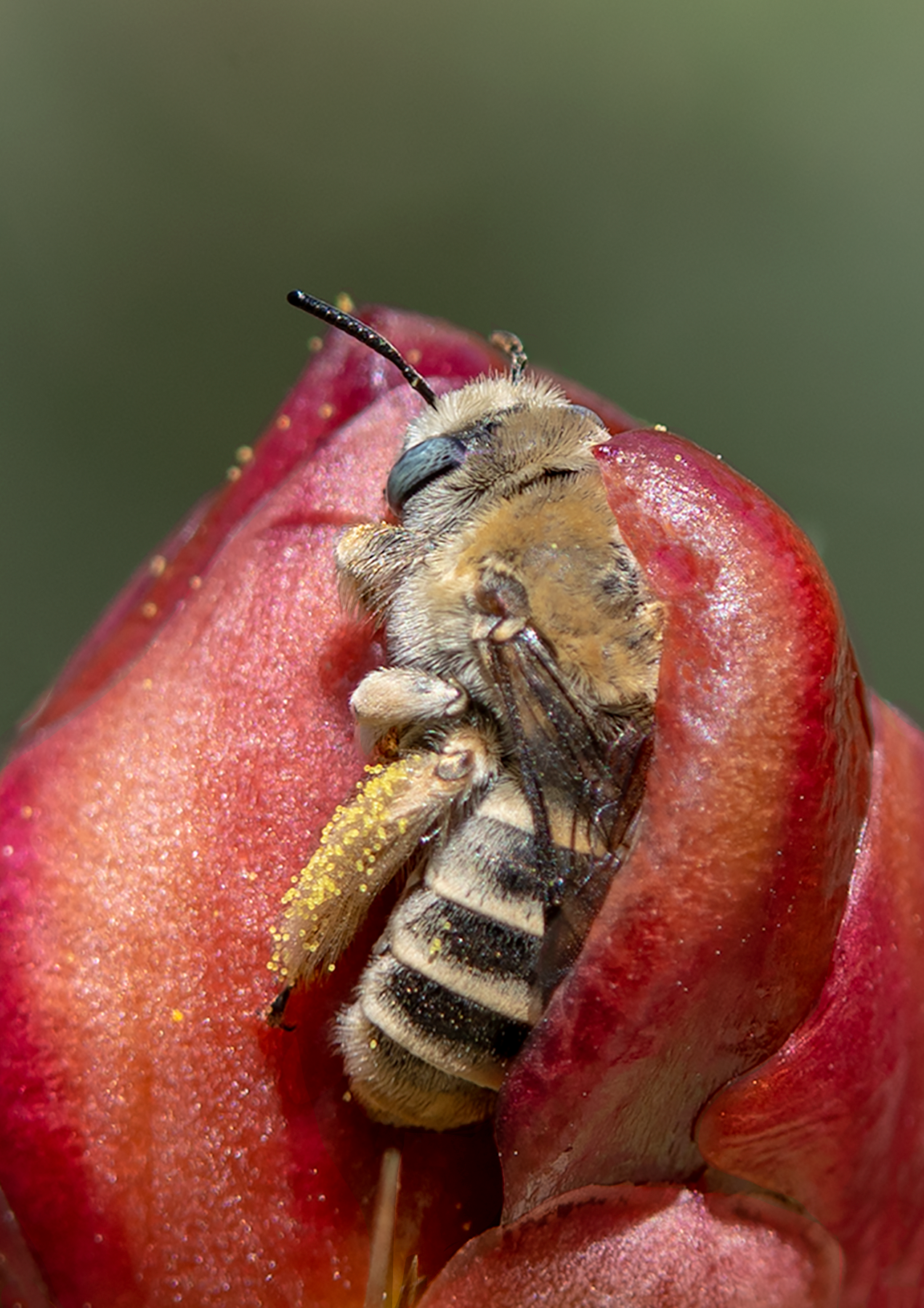Digger Bee, Cholla SP-NB-02
