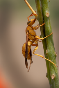 Golden Paper Wasp, Red Bird of Paradise v-103