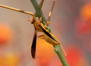 Golden Paper Wasp, female Polistes flavus, Red Bird of Paradise SP-W