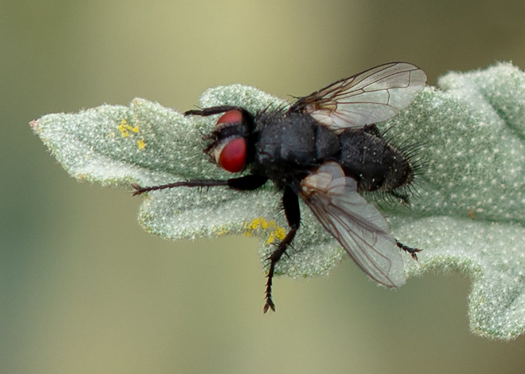 Leucostoma Fly, Globe Mallow Leaf SP-F