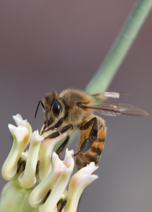 honey bee desert milkweed