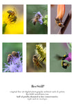set of 6 archival cards: Honey Bees & Sonoran Bumblebee s-08
