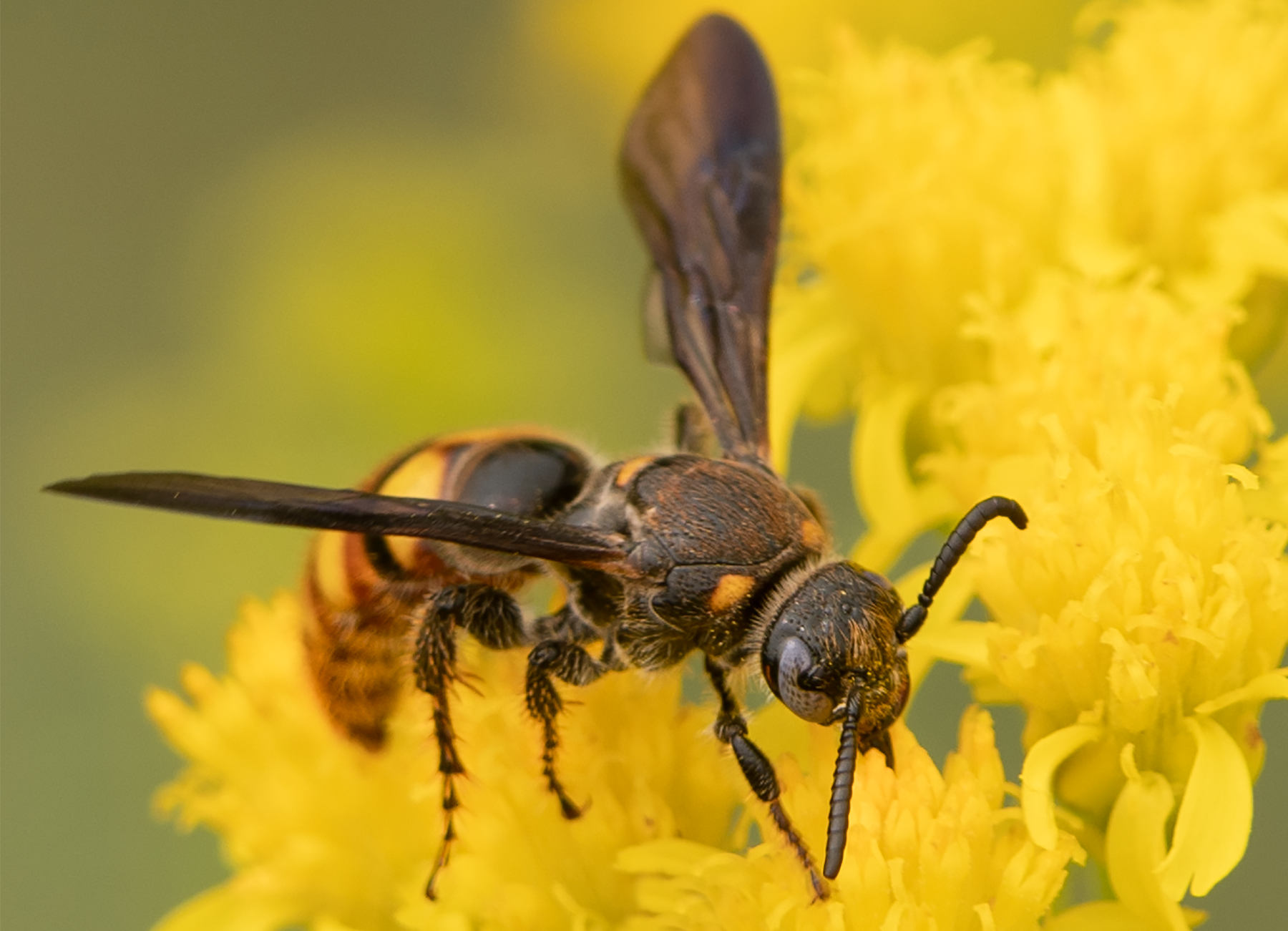 Scoliid wasp, Thimblehead flowers pollinator
