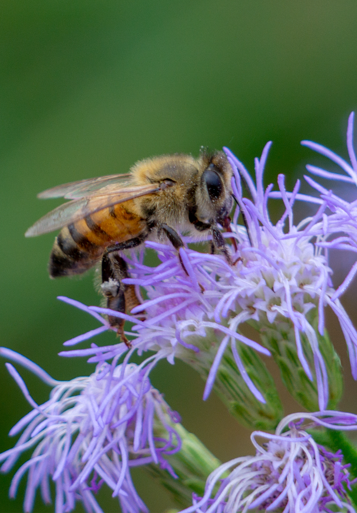 honey bee blue mistflower, pollinator