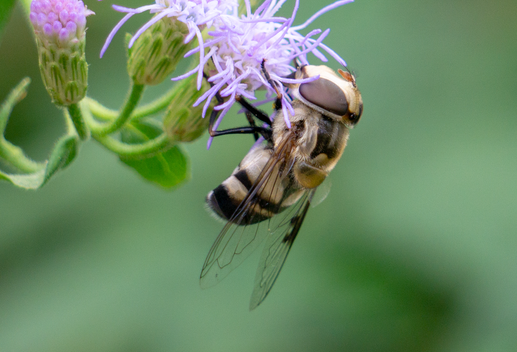 flower fly blue mistflower