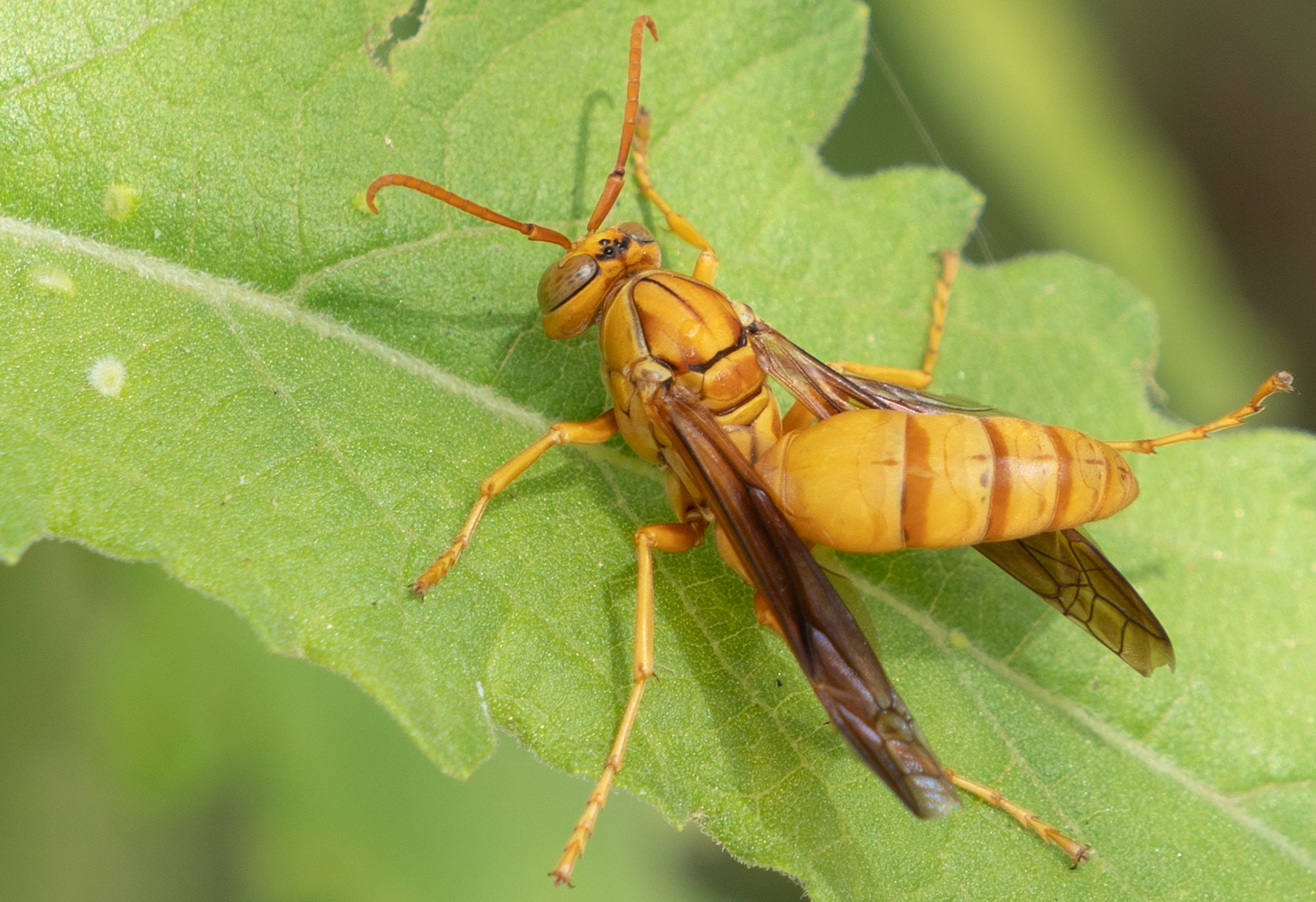 Golden Paper Wasp (male Polistes flavus), Canyon Ragweed SP-W
