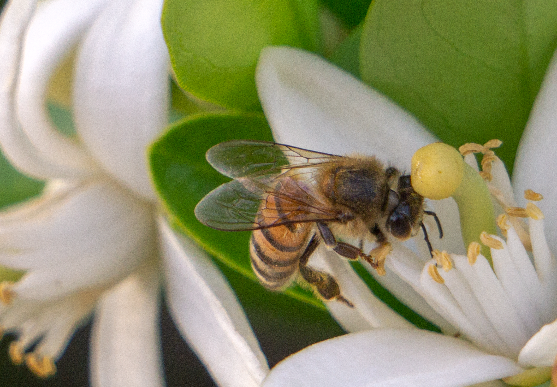 honey bee orange blossom flower