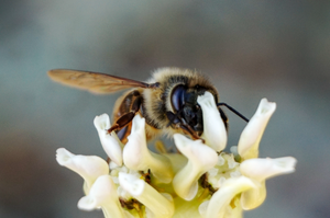 honey bee desert milkweed flower