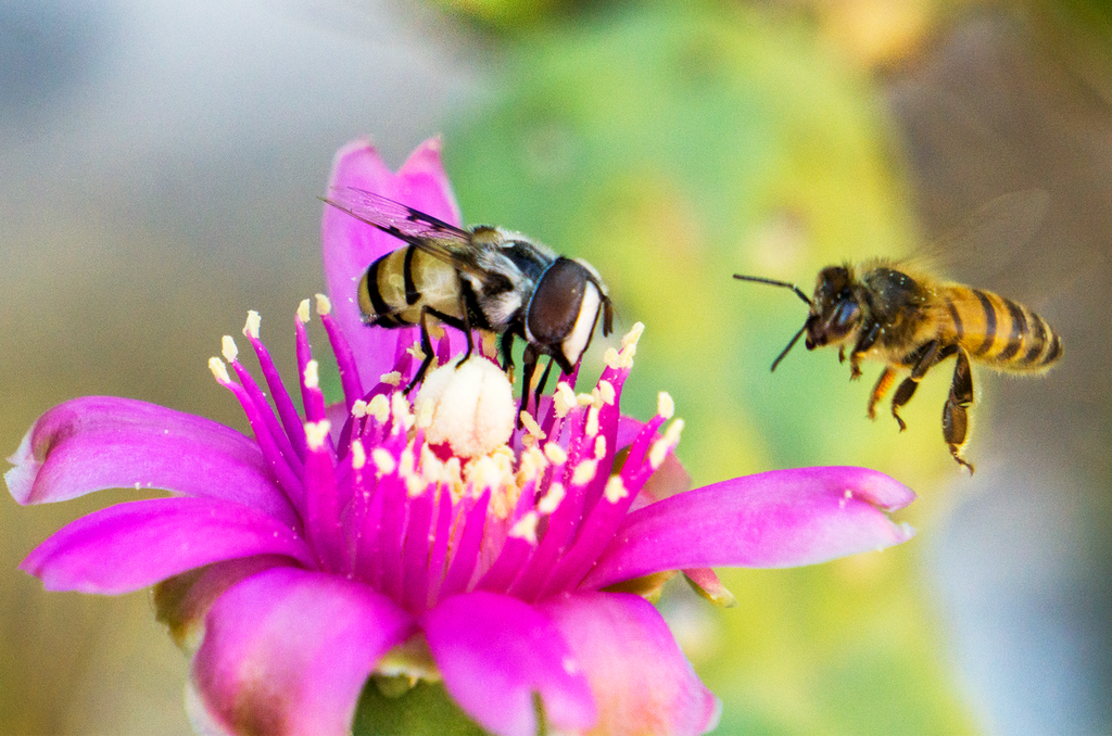 flower fly honey bee cholla cactus flower