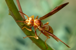golden paper wasp red bird of paradise