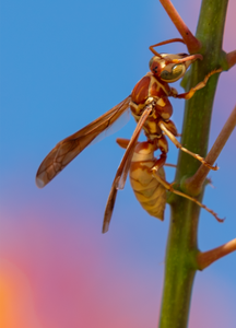 golden paper wasp red bird of paradise