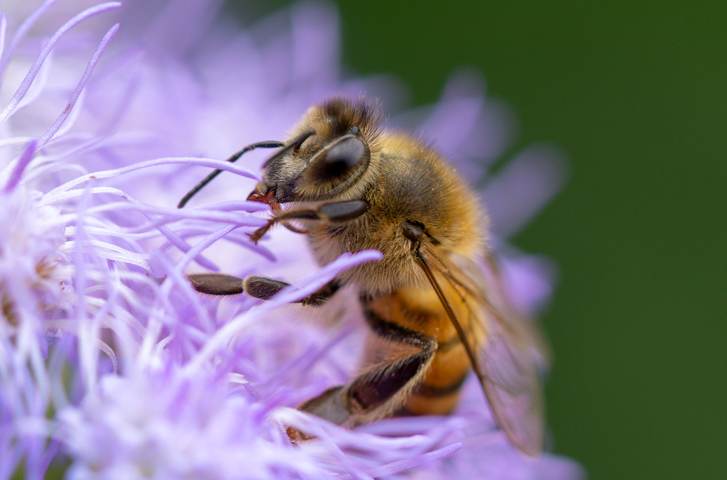 honey bee, blue mistflower, pollinator