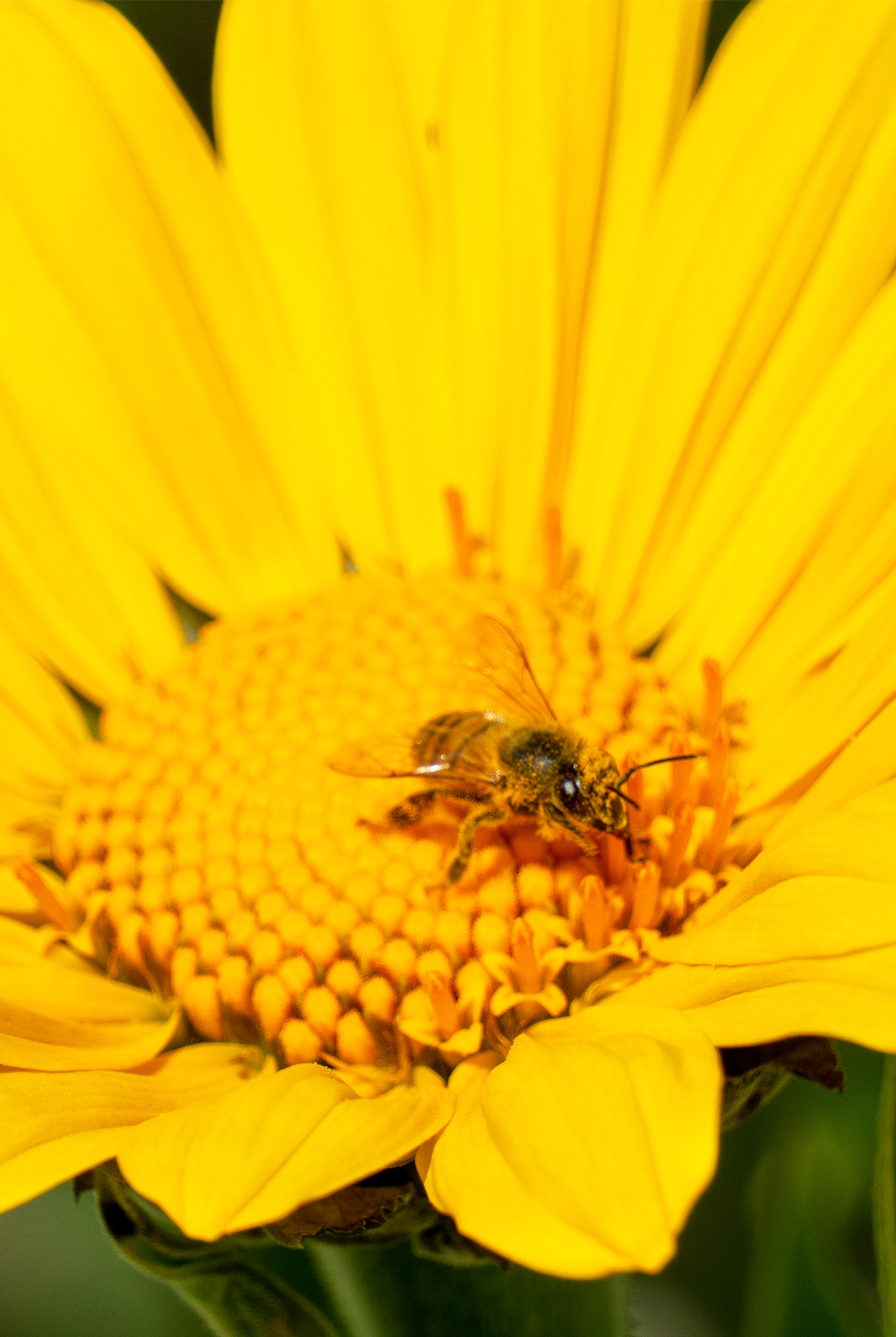 honey bee mexican sunflower