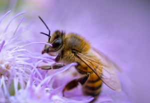 Honey Bee, Blue Mistflower h-27