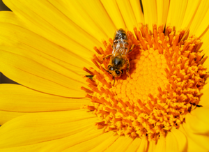 honey bee mexican sunflower