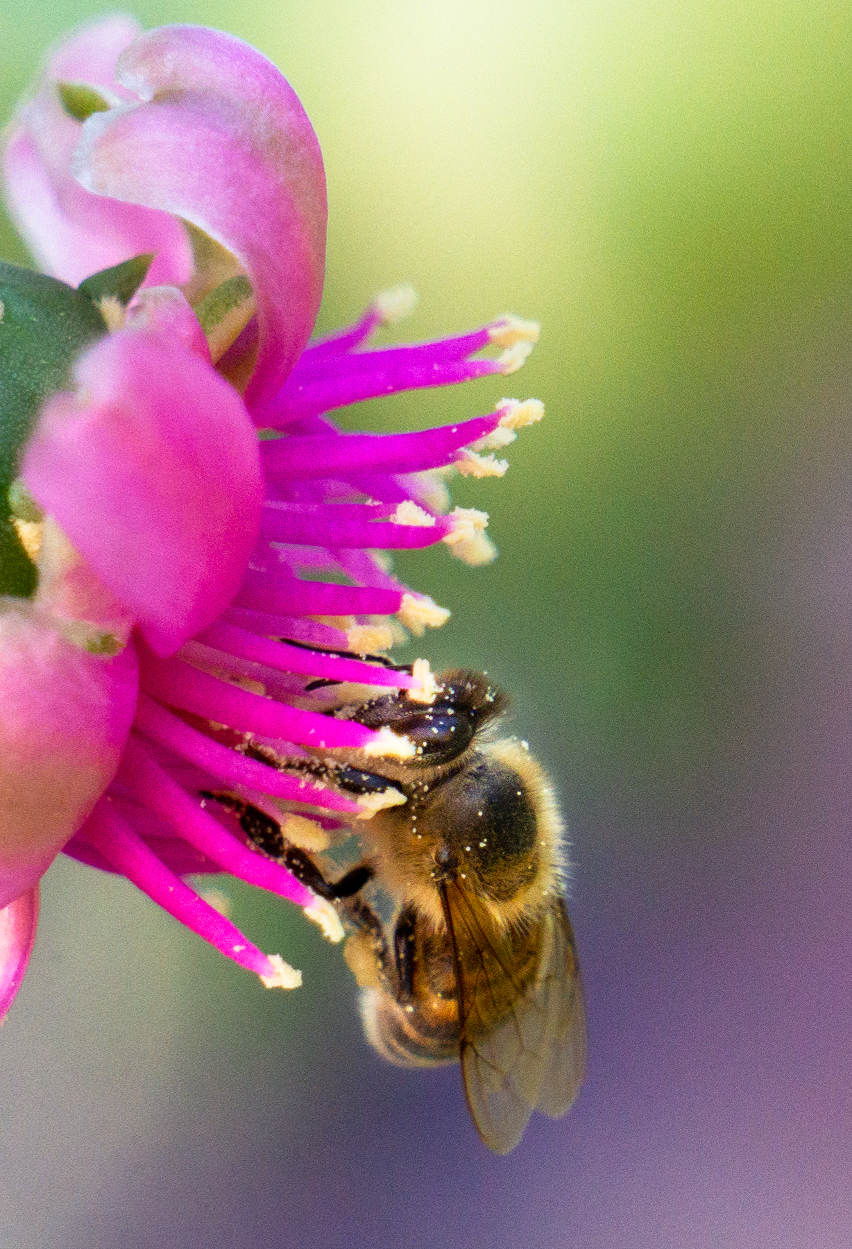 honey bee cholla cactus flower