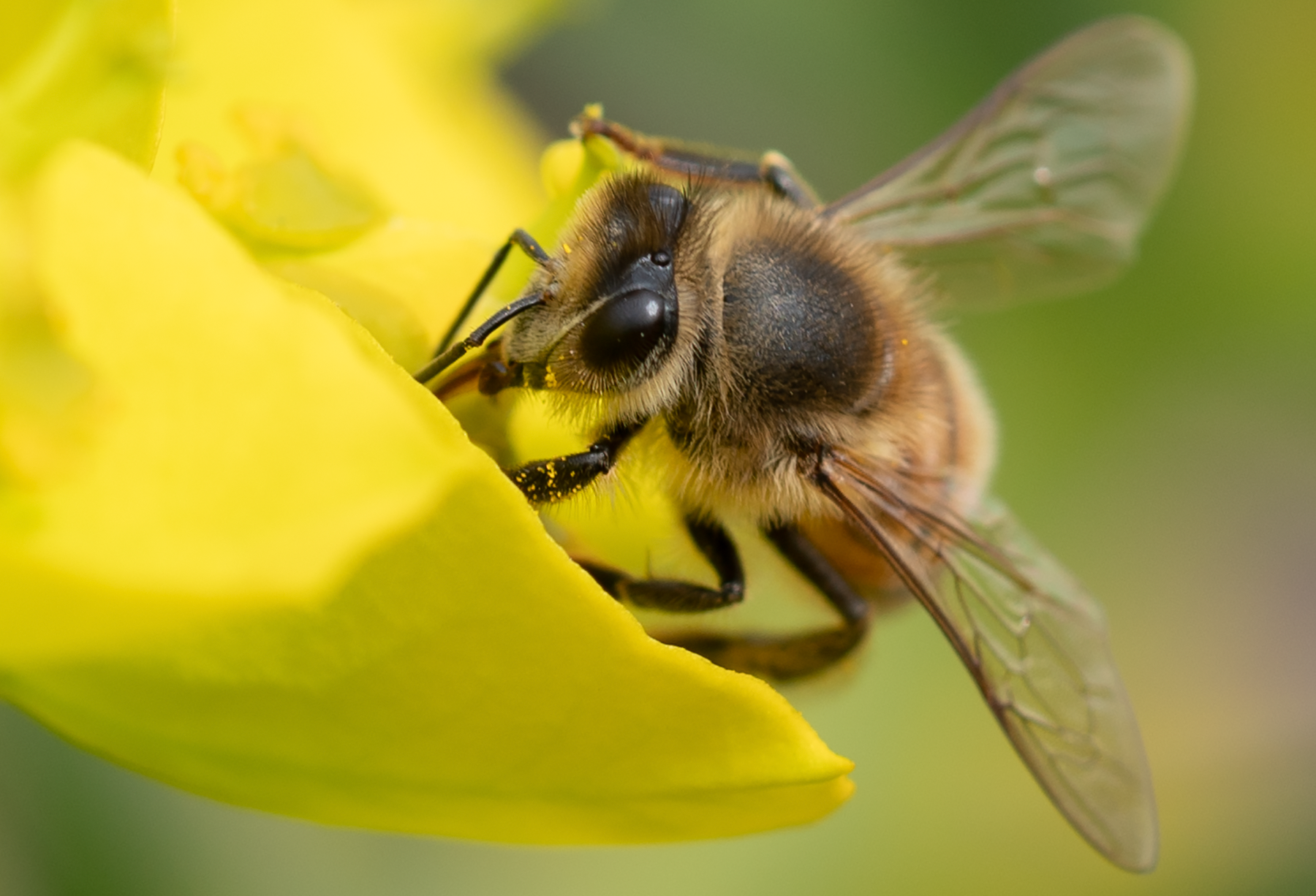 Honey Bee (Apis mellifera), Silver Spurge SP-HB