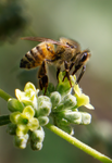 Honey Bee, Butterfly Bush v-15