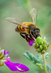 honey  bee black dalea flower
