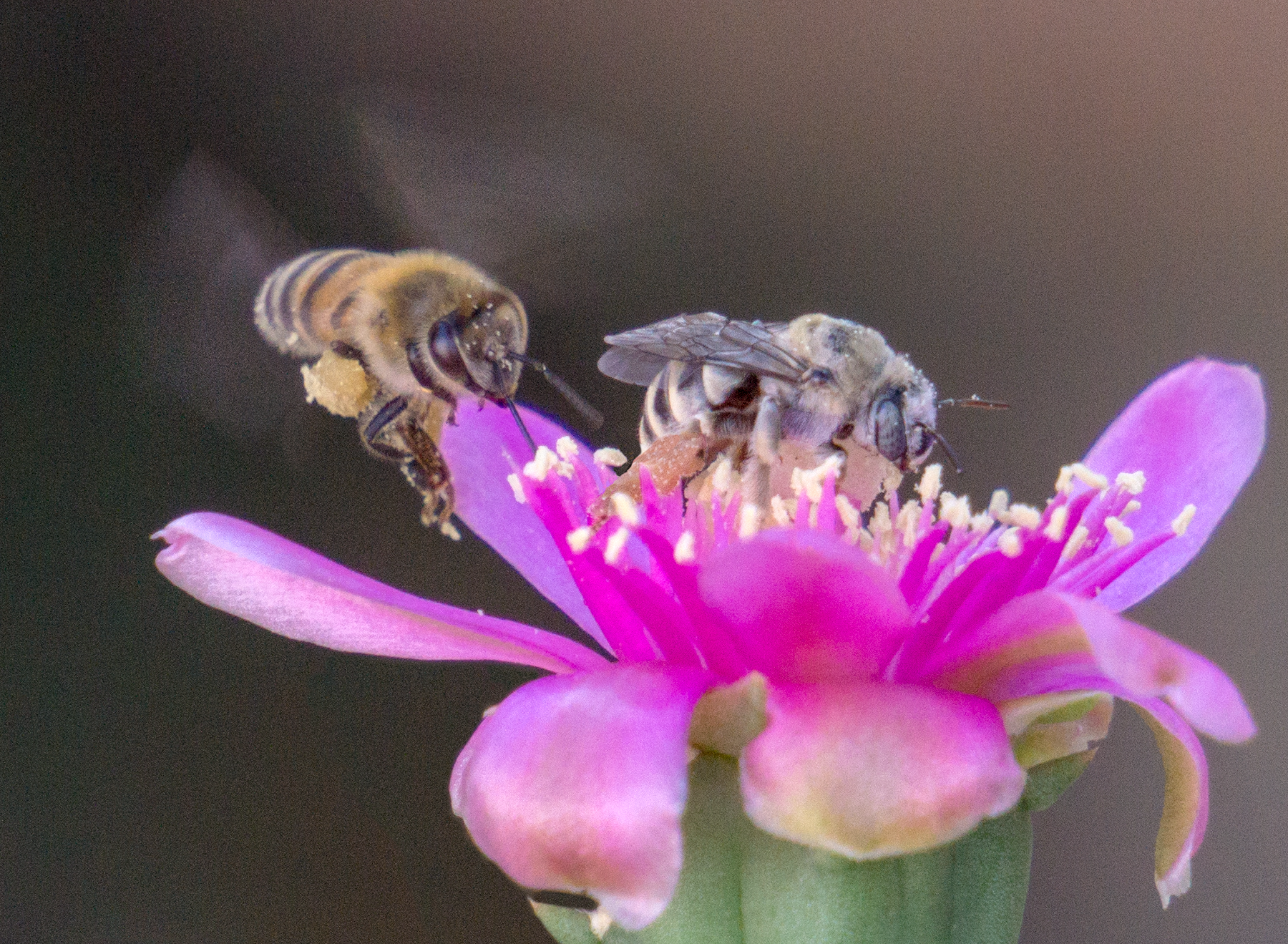 digger bee honey bee cholla cactus flower