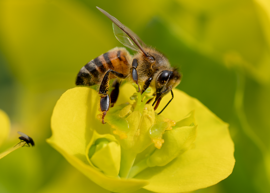 honey bee silver spurge gopher plant flower