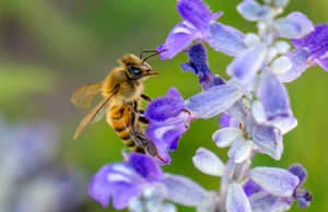 honey bee mealy cup salvia flower