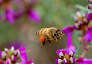honey bee black dalea flower